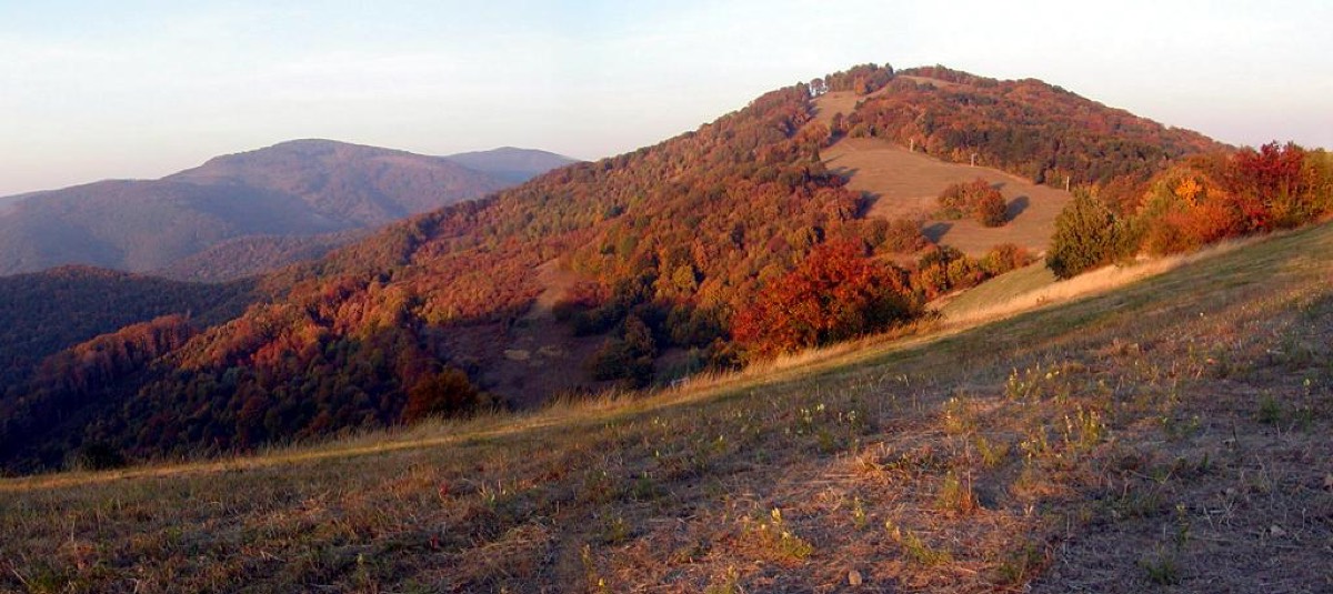 Bezovec