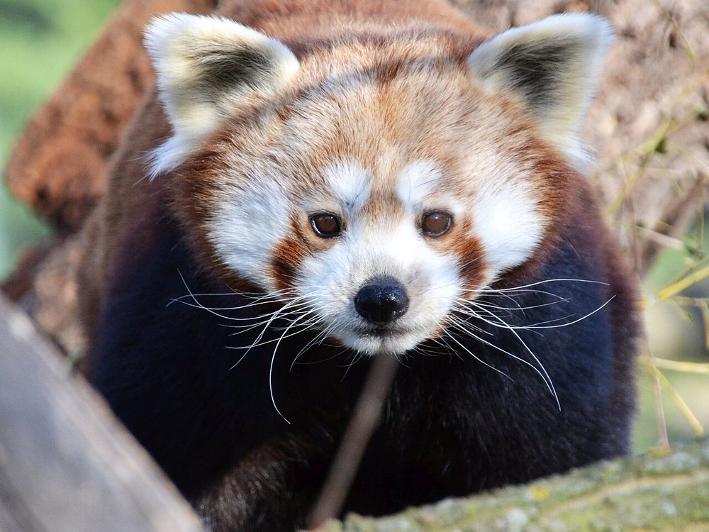 ZOO Bratislava